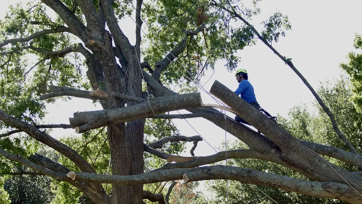 Professional Crown Thinning performed by certified arborists in Oral