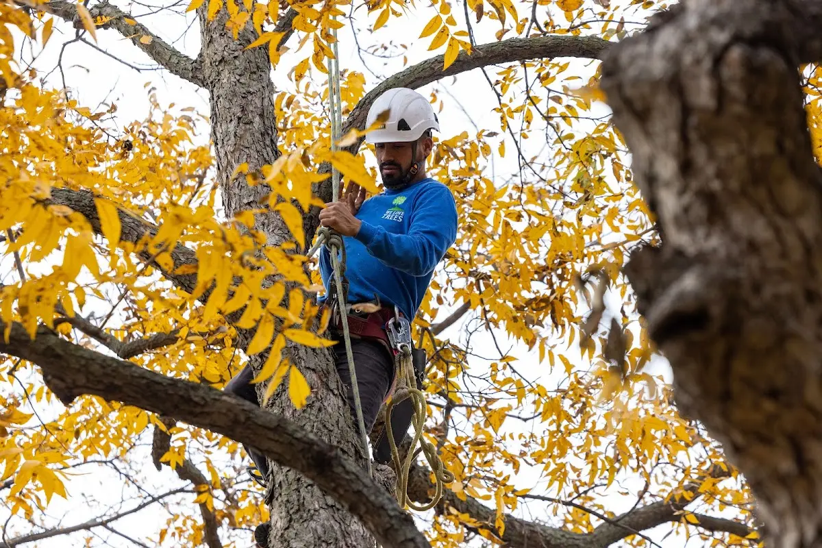 Skilled Storm Damage Cleanup crew working in Oral